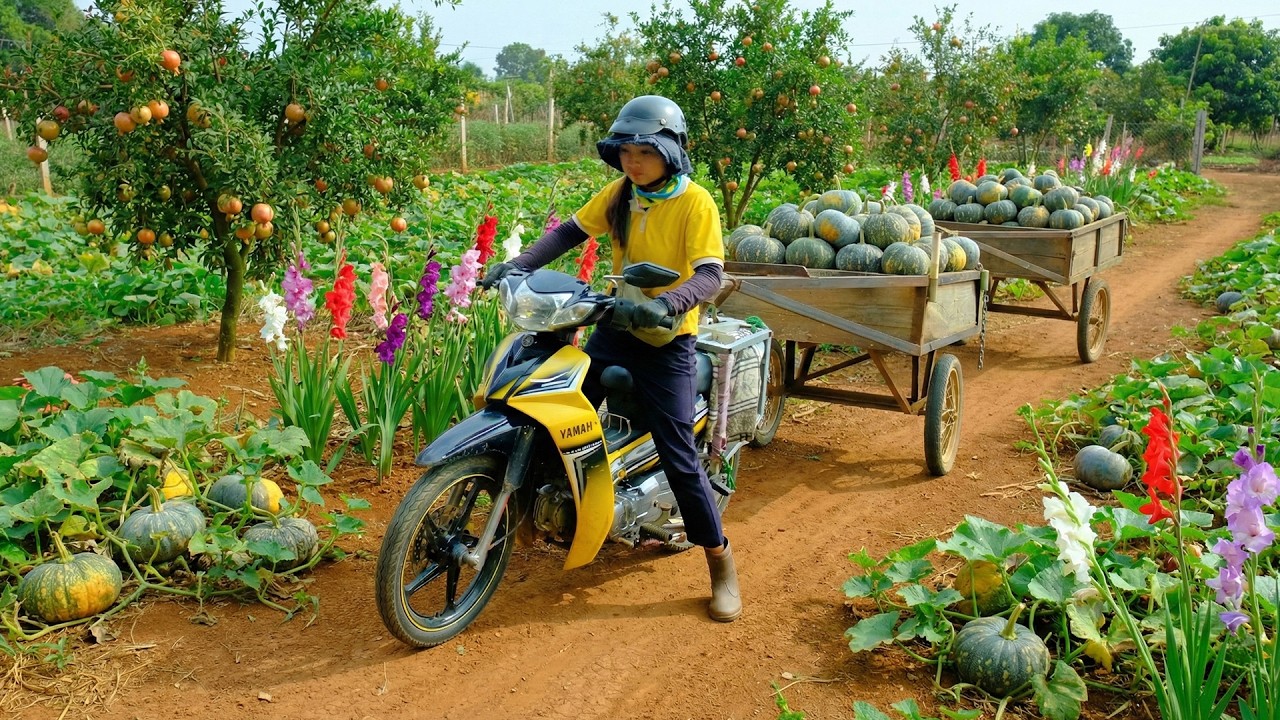 Harvest A Cart Of Pumpkin To Sell At The Market – Slow And Peaceful Farm Life
