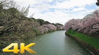 Chidorigafuji cherry blossoms 2017- Long Take【東京・千鳥ヶ淵】 4K