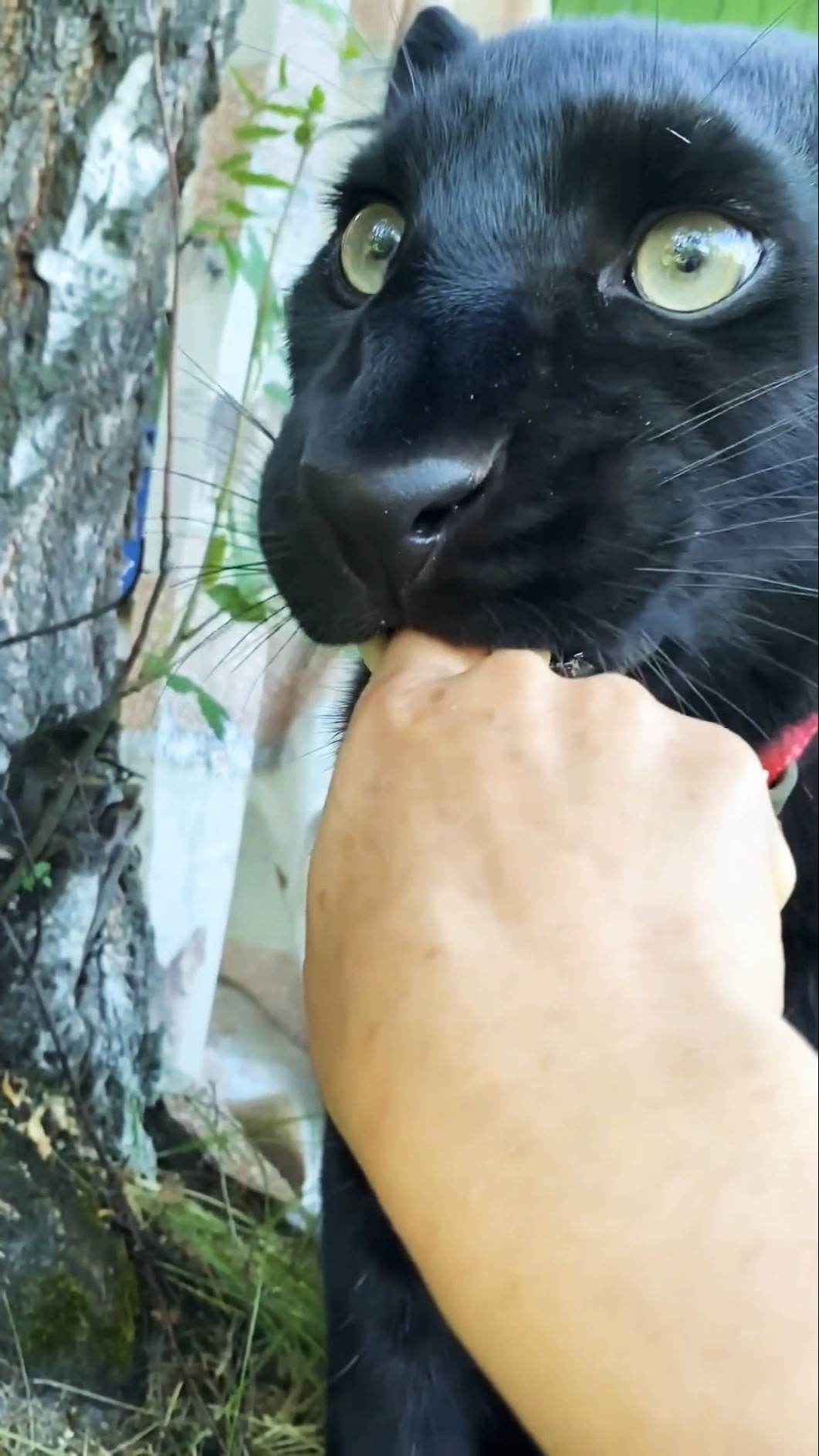 Keshu Don't touch me ???? #shorts #funnyshorts #funny