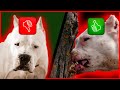 Vantagens e Desvantagens do Dogo argentino [Que você precisa conhecer!!]