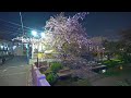 Night sakura walk at Kawasaki Shukugawara・4K HDR