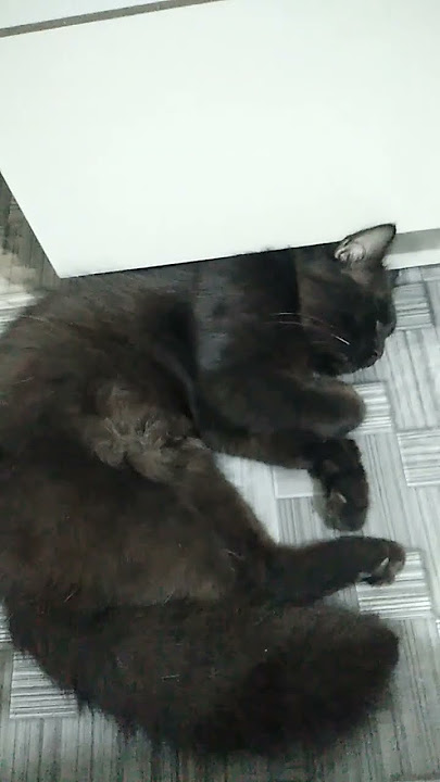 SWEET SLEEP ON A SWEET THURSDAY||'KIMMO' THE BLACK CAT #FAVORITEblackcat||08 OKT'25