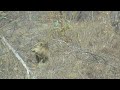 2025 7 22 Am Ngala Lion Only V 2025 7 22 Am Ngala Lion Only V