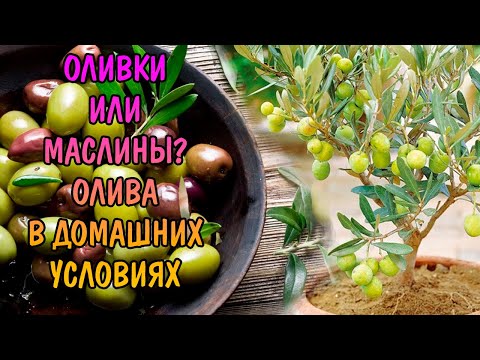 ОЛИВКИ ИЛИ МАСЛИНЫ? ОЛИВКОВОЕ ДЕРЕВО В ДОМАШНИХ УСЛОВИЯХ