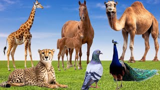 Farm animals sounds - Camel, Giraffe, Leopard, Peacock, Horse, Owl, Pigeon - Cute animals