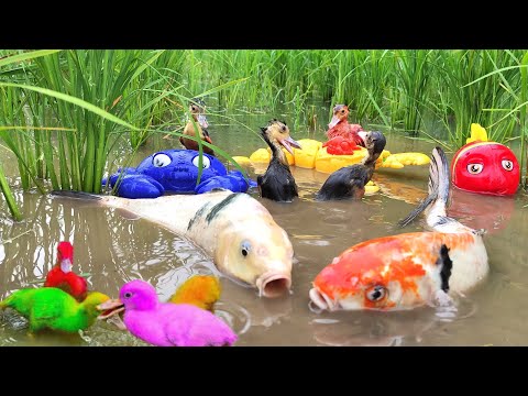 Ikan Untuk Bebek
