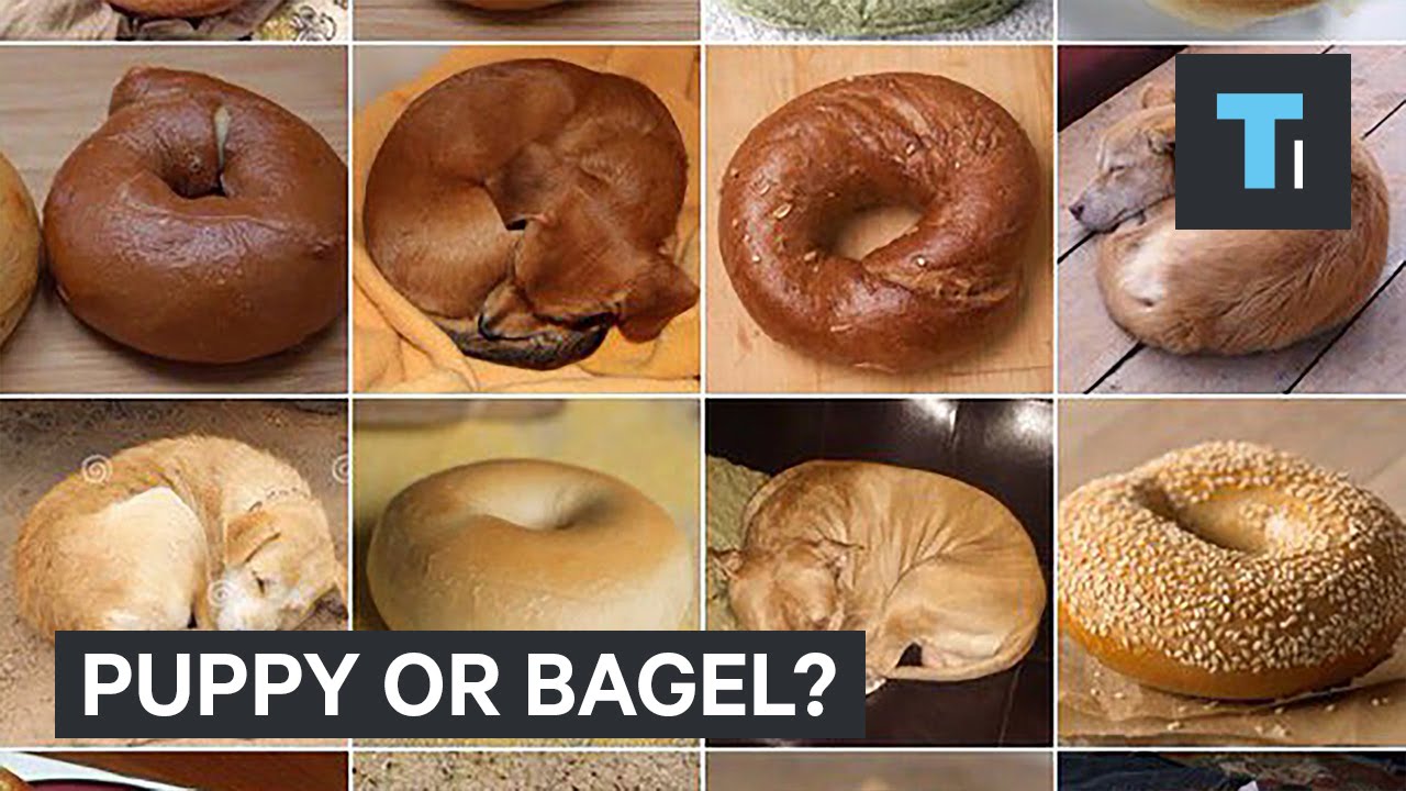 Viral Challenge Puppy Or Bagel YouTube Viral Challenge Puppy Or Bagel YouTube