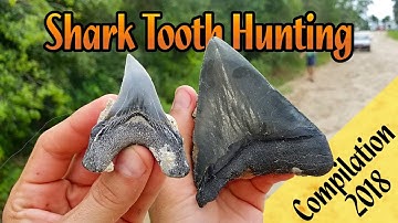 Shark Tooth Hunting in Florida | Summer of 2018 Compilation | Megalodon Teeth & Fossil Great Whites