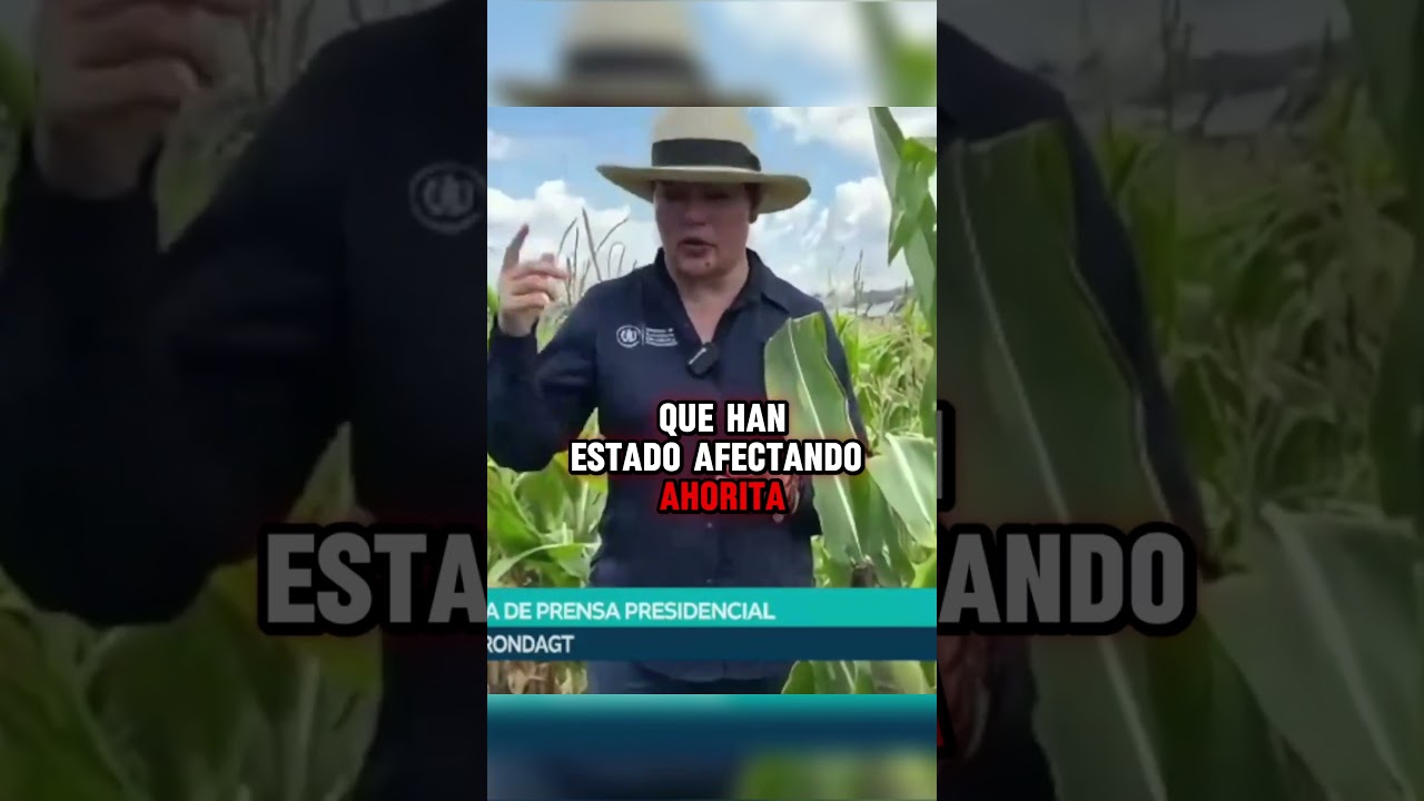 ¿Bajará el precio de la tortilla en Guatemala?