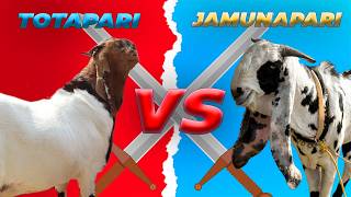 Which One Should I Take? Totapari Or Jamunapari