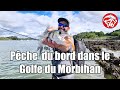 PÊCHE DU BAR DU BORD DANS LE GOLFE DU MORBIHAN