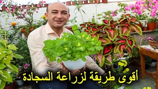 زراعة نبتة السجادة من البذور Growing Coleus Seeds