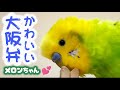 【かわいい大阪弁】おしゃべりインコメロンちゃん