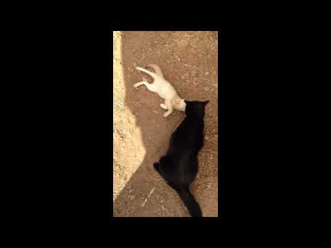 Fennec Fox Reunites With His Cat Friend