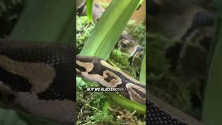 Are you considering bringing home a Ball Python? 🐍