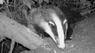 Badger sett - HD stills taken from 4K video