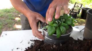 Masseria Torre Maizza: Gardening Tip - How to plant aromatic kitchen herbs II