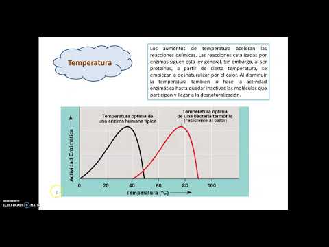 Video: ¿Cómo afecta la temperatura óptima a la actividad enzimática?