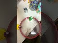 Marble Run ASMR 5 Color Racing Course ⭐ Drum Relaxation 3