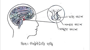 HSC 2022 Phycology assignment answer || HSC 2022 assignment Phycology 15th week answer