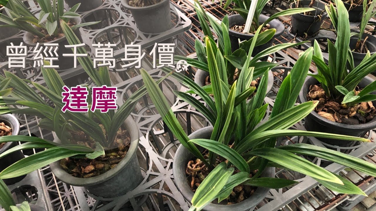 千萬身價的蘭花 對了他曾經是有千萬身價的蘭花達摩報歲蘭 Youtube