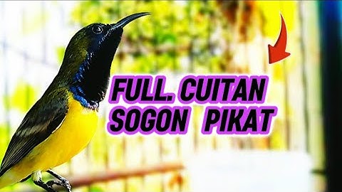 FULL CUITAN SOGON PIKAT‼️cocok buat mikat burung sogon liar