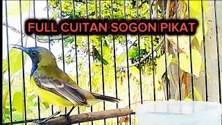 FULL CUITAN SOGON PIKAT‼️cocok buat mikat burung sogon liar
