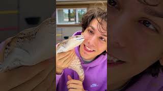 I&#39;m Getting A NEW PET?! (Meeting Animals) #shorts