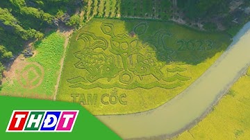 "Lý ngư vọng nguyệt" trên cánh đồng lúa Tam Cốc, Ninh Bình | THDT