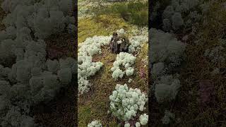 Лес,сфагновый белый мох #nature #лесной #beautiful #flowers #весенняяохота #грибочки #природа
