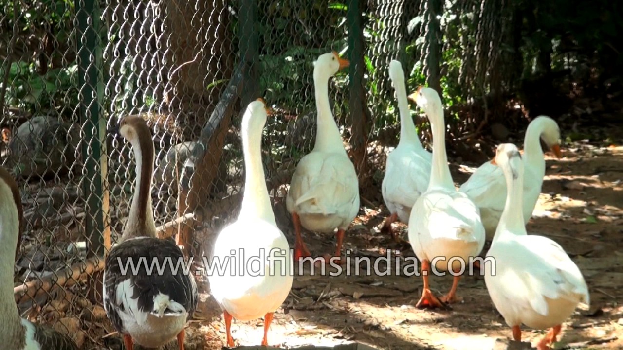 Ducks Moving here and there YouTube