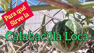 CALABACILLA LOCA, CALABACILLA HEDIONDA, HIERVA DE LA VIBORA.