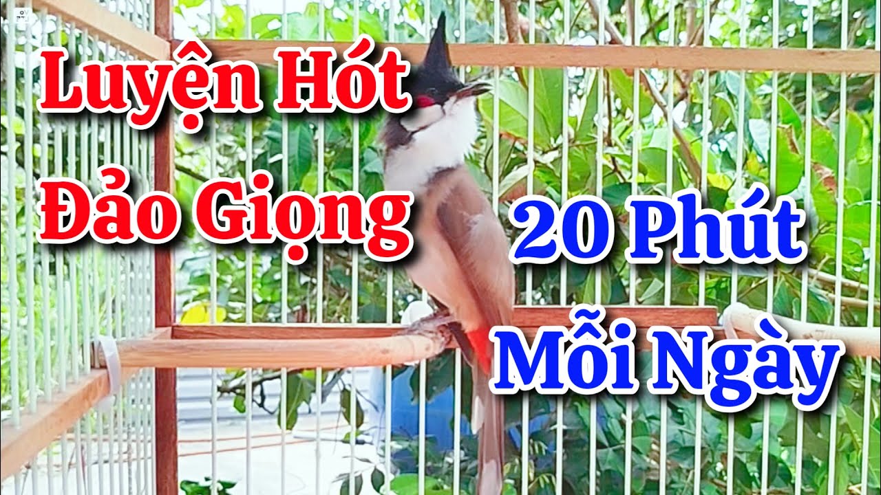 chào mào hót sáng kích bổi - luyện giọng hay ép bổi sổ bọng và căng lửa - chào mào hót đấu