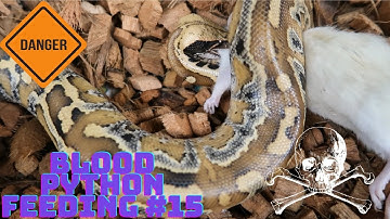 BLOOD PYTHON FEEDING #15