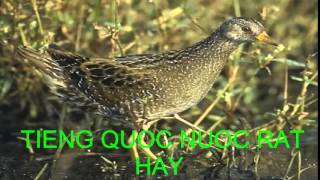 Tiếng Quốc Nước Rất Hay