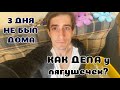 Что с разведениями лягушек? Лавка Арагога. Жизнь заново #10