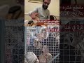 عبد الله الشريف وغزة 