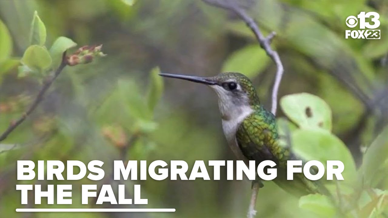 Maine Audubon highlights impact of porch lights on bird migration patterns