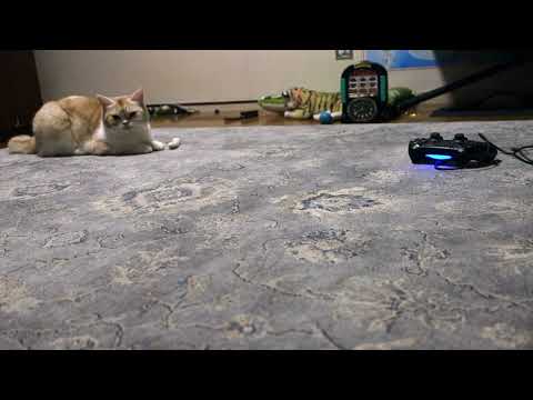 飼い主がお風呂に入ってるとき、子猫の首をくわえてるかのような....不思議な行動をとる猫♥️