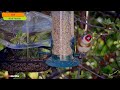 UK Bird Feeder Livestream