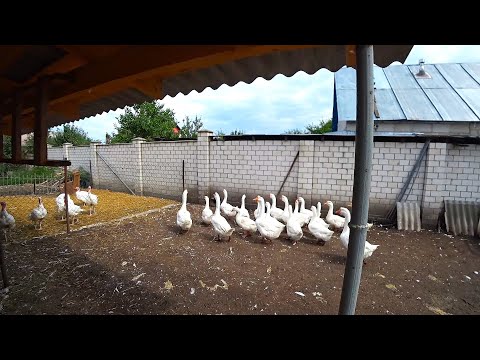 Видео: Бройлер тахиа: өвчин ба түүнээс урьдчилан сэргийлэх