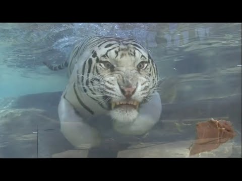 white tigers underwater