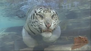 The Best White Tiger Swimming - Majestic Big Cat