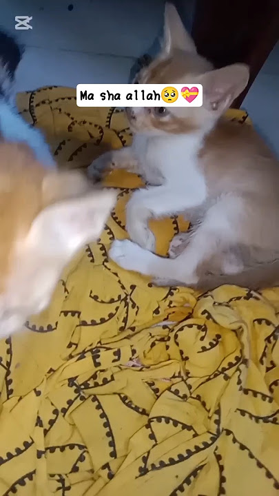 😺 #unfrezzmyaccount #cat #account #cutecats #catloversbd #funny #cute