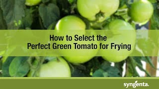 Celebrity How to Pick a Green Tomato for Frying Wealth