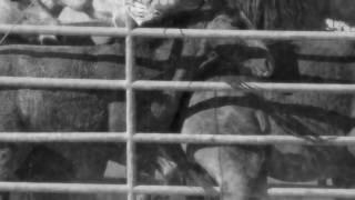 Wild Horse Annie And The Last Of The Mustangs