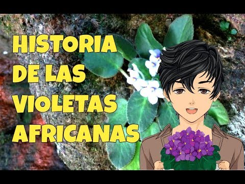 Vídeo: Violeta Campana DS-Shining (18 Fotos): Descripció De La Varietat Saintpaulia, Cultiu