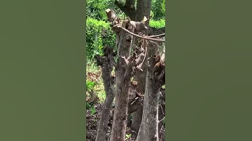 Cá rô phi sinh sản tự nhiên