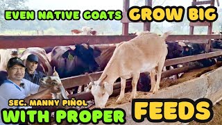 Goat Raising Tips | Even Native Goats Grow BIG with Proper FEEDS