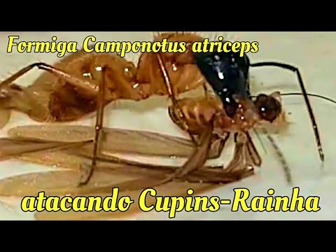 Frenesi de caça aos cupins-rainha por formigas-carpinteiras ou formigas-cupim (Camponotus atriceps)